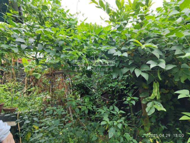 嘉義水上透天-6