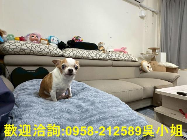 新豐透天-4