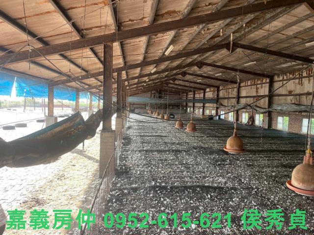 嘉義六腳牧場-11