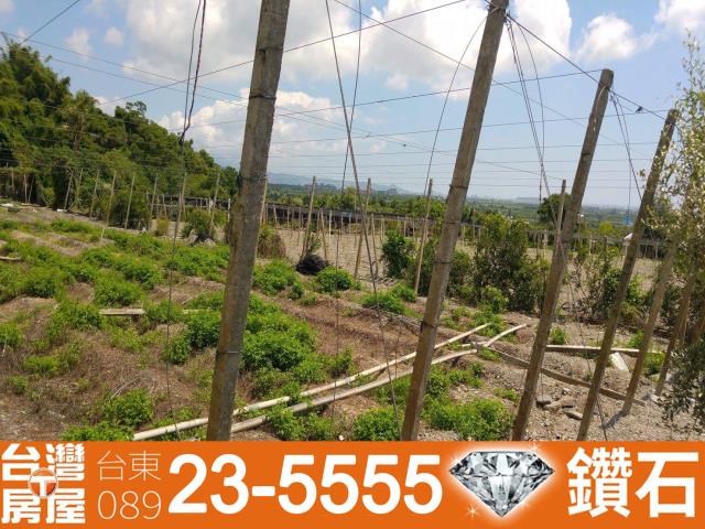 台東農地-12