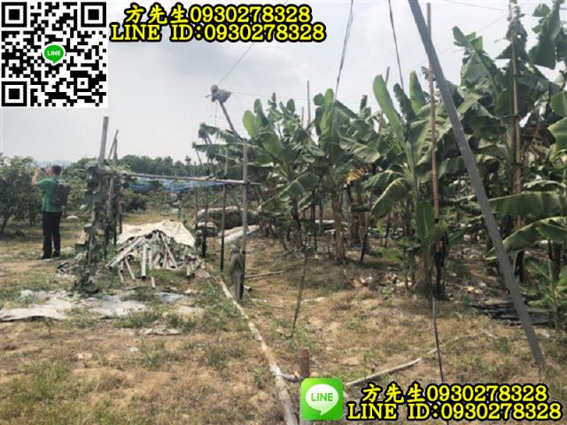 玉井農地-2