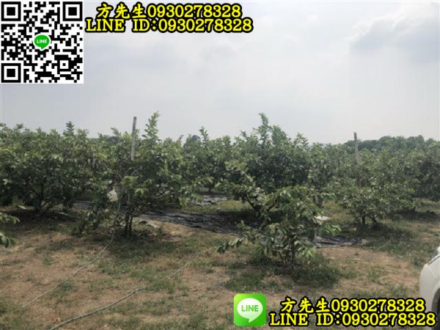 玉井農地-5