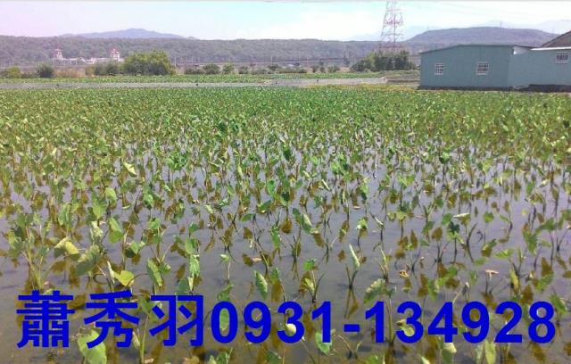 台中后里農地-1