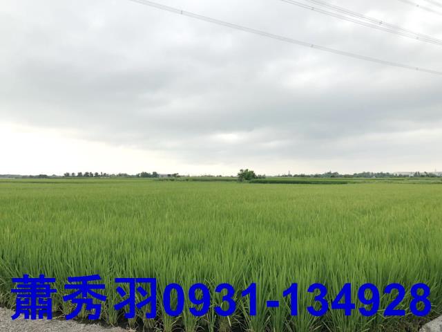 台中外埔農地-2