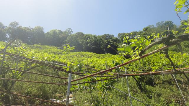 東勢山坡地-1