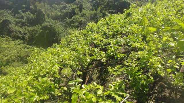 東勢山坡地-2