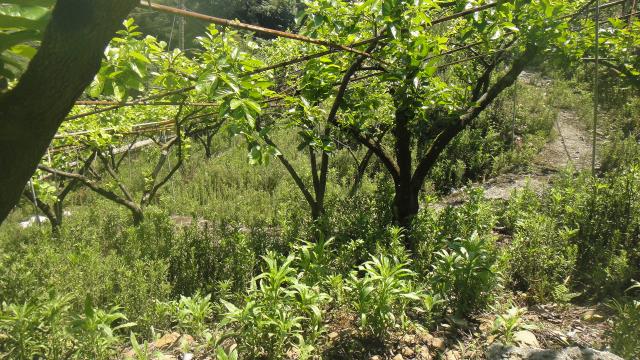 東勢山坡地-3