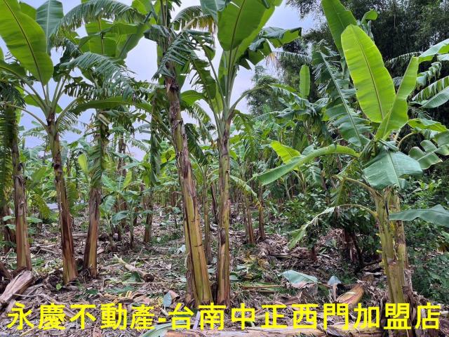 南化農地-9