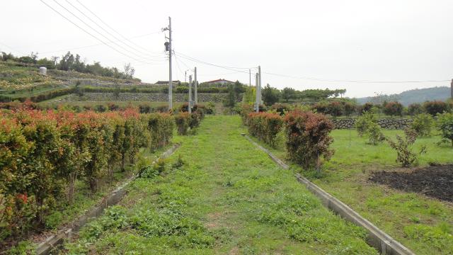 東勢農地-2
