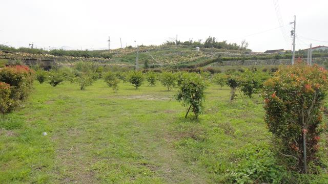 東勢農地-4