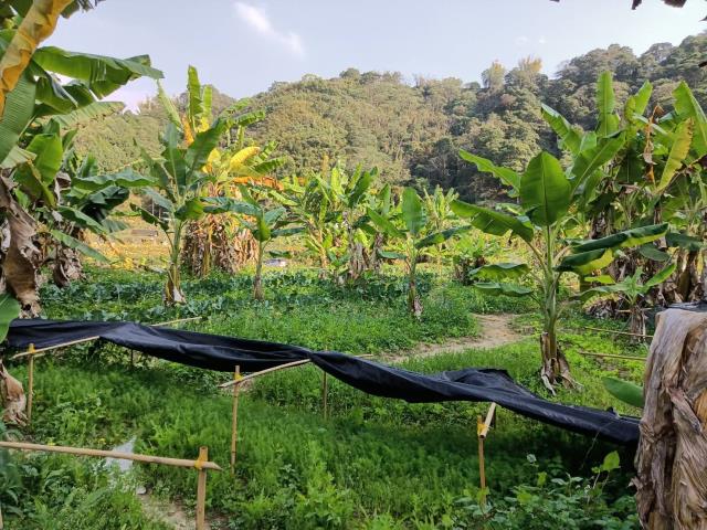 台中東勢農地-2