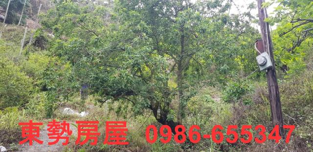 新社農地-2