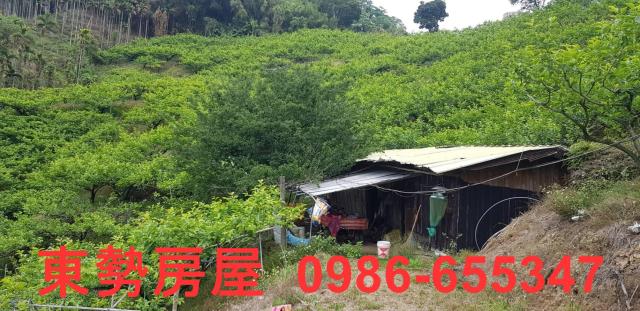 新社農地-4