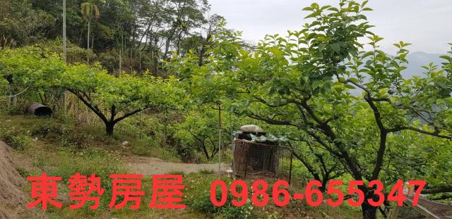 新社農地-7