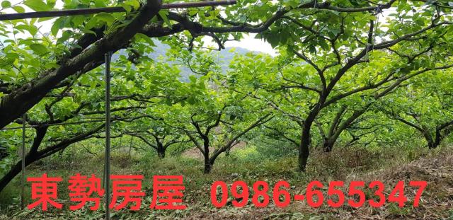 新社農地-8