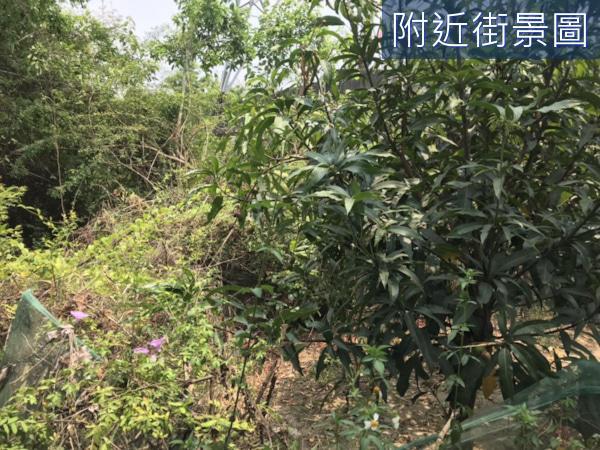 安南農地-2