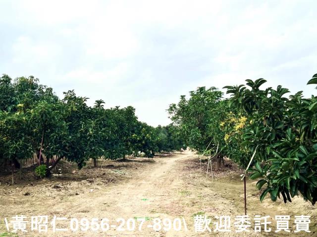 台南官田農地-8