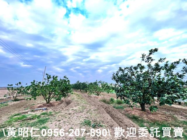 台南善化農地-3