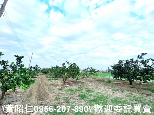 台南善化農地-5