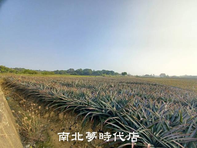 台南關廟農地-3