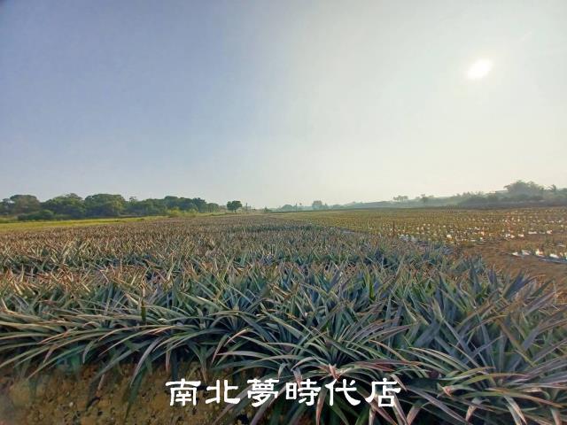 台南關廟農地-4