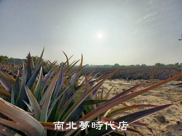 台南關廟農地-7