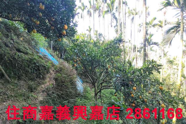 嘉義梅山農地-5