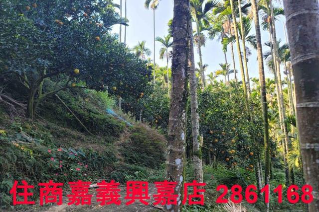嘉義梅山農地-6