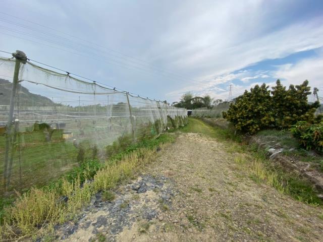 玉井農地-1