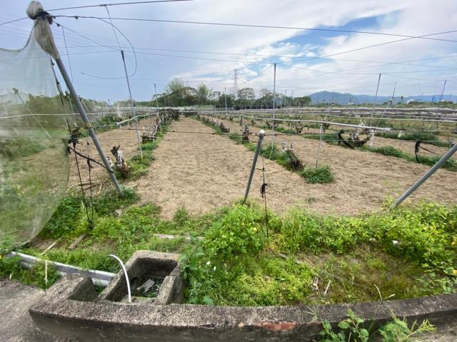 玉井農地-3