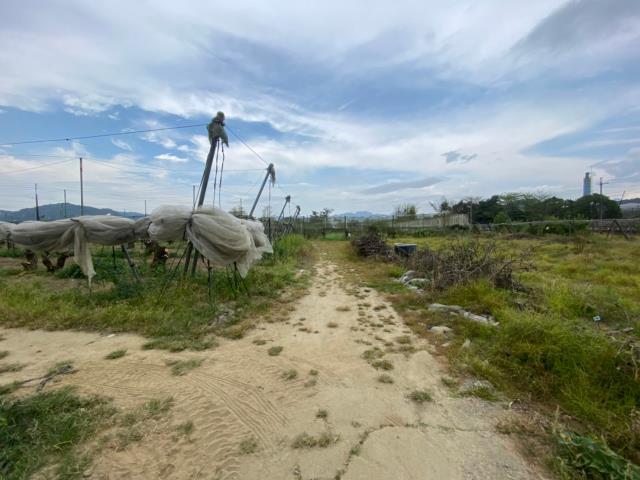 玉井農地-6