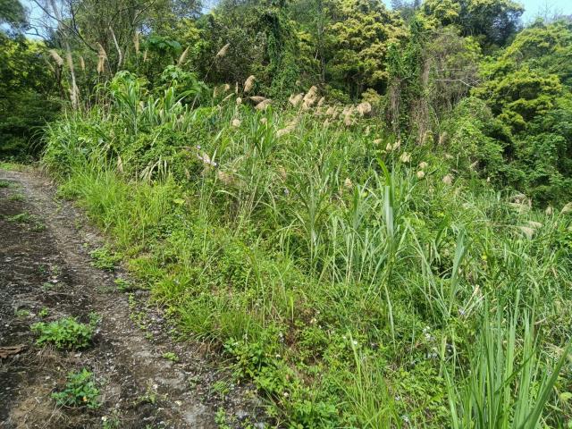 東勢山坡地-3