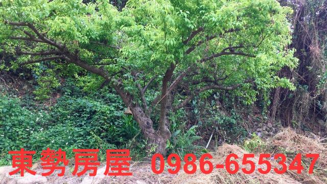 東勢農地-8