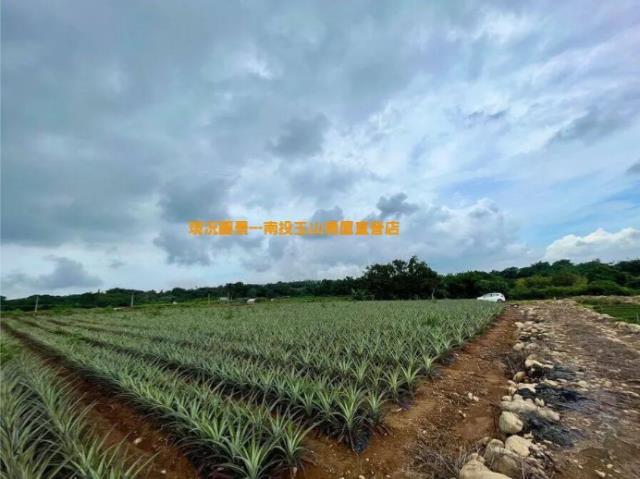名間農地-1