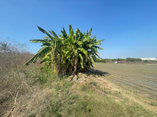 台南安南農地-1