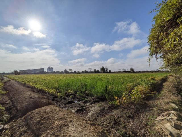新屋農地-3
