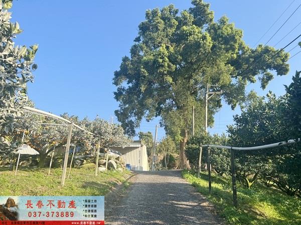 卓蘭農地-5