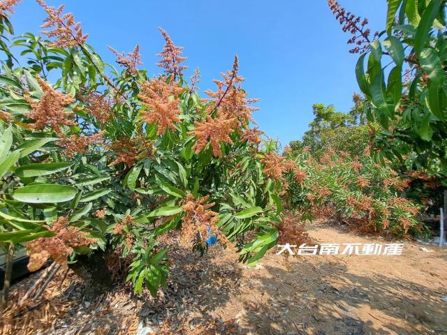 台南官田農地-6