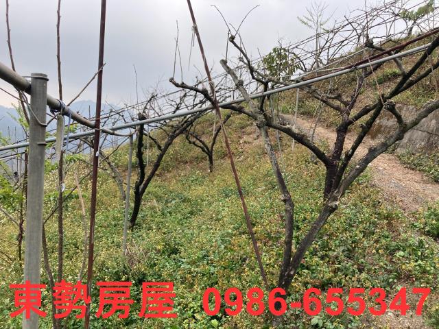 和平農地-13