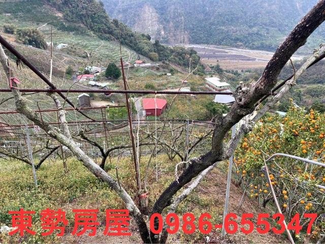 和平農地-2