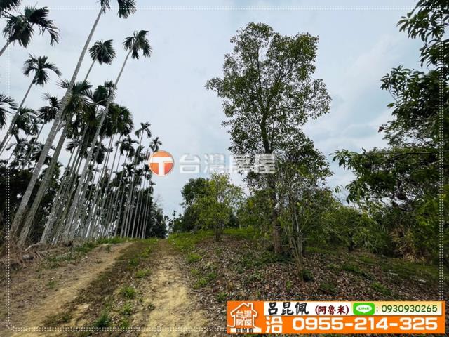 中埔農地-6