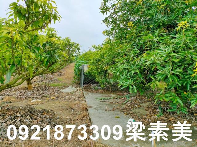 玉井農地-10
