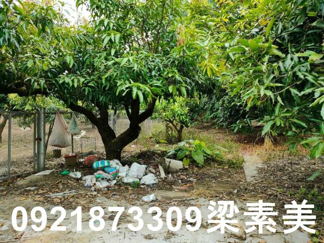 玉井農地-13