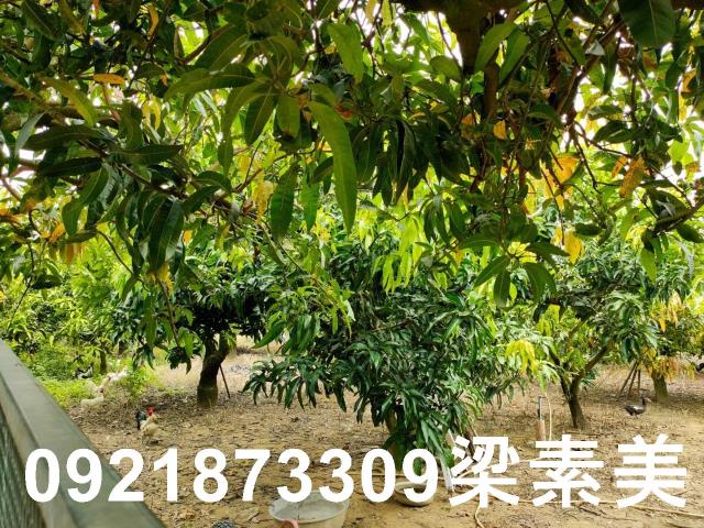 玉井農地-4