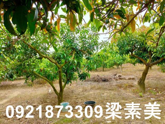 玉井農地-6