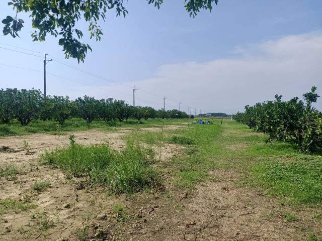 佳里農地-4