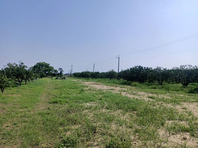 佳里農地-5
