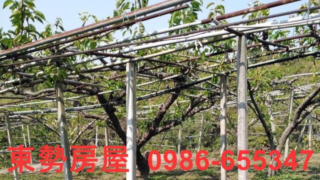 台中東勢農地-4