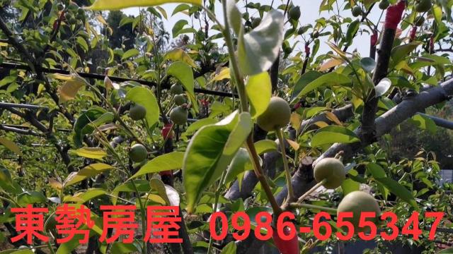 台中東勢農地-9