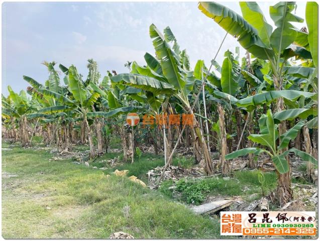 竹崎農地-7